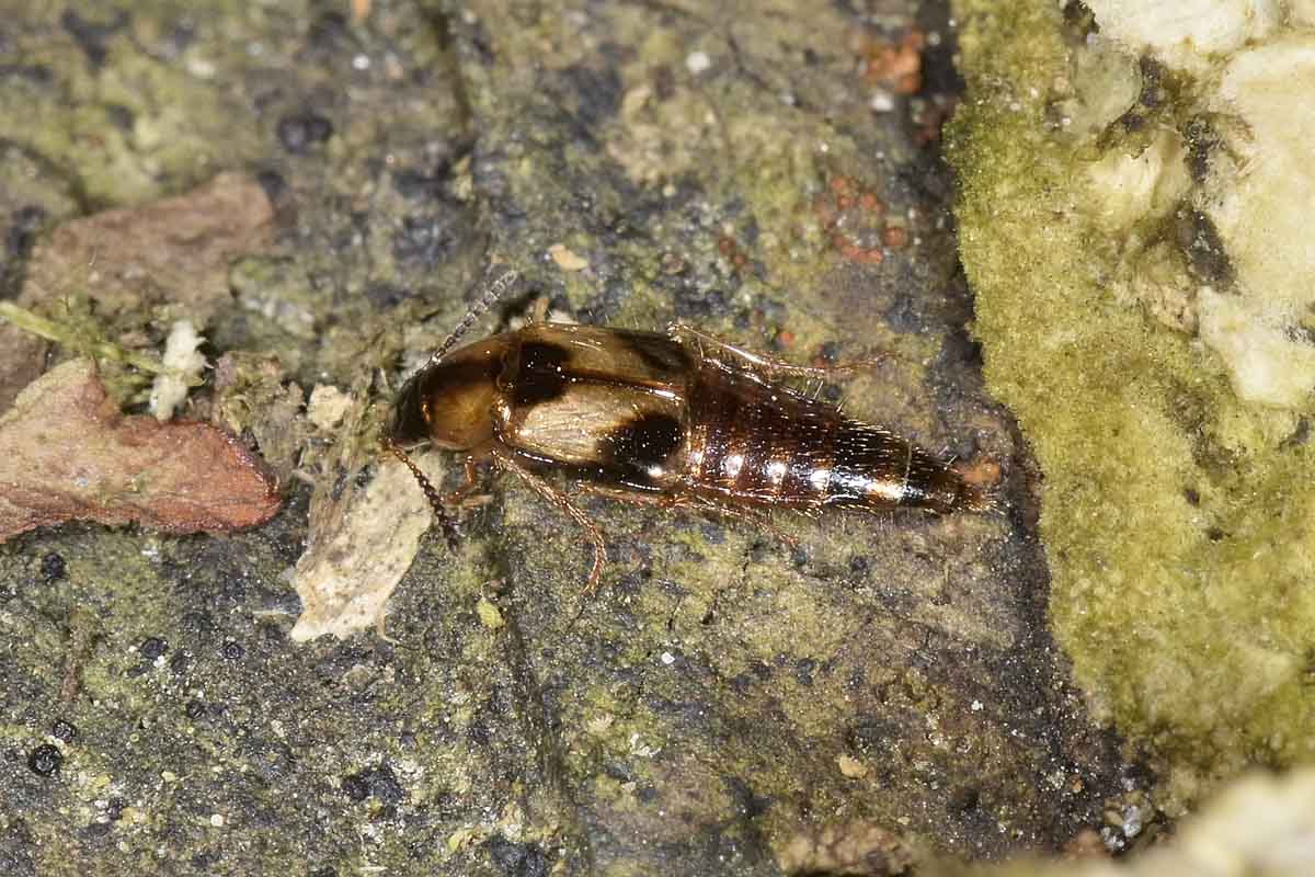 Staphylinidae tra i funghi: Lordithon sp.